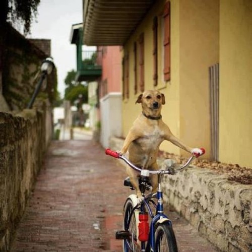 bicijangueo: Bici Jangueo Perruno!!! #bicijangueo #bicijangueopr #bici #igerspr #puertorico (at Bici