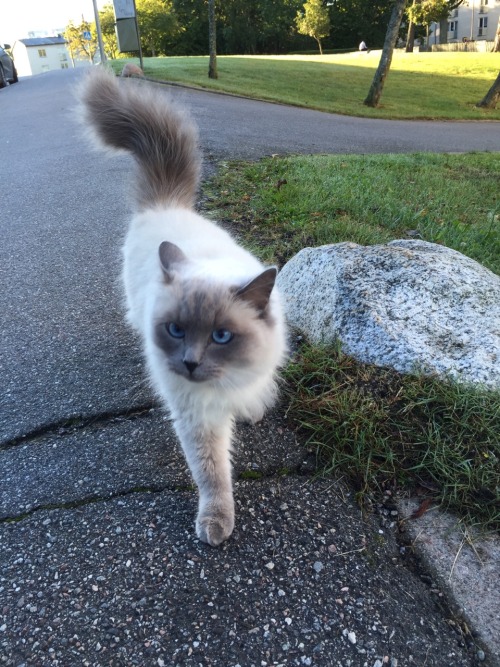 lesbiancraft: Met this angel cloud this morning