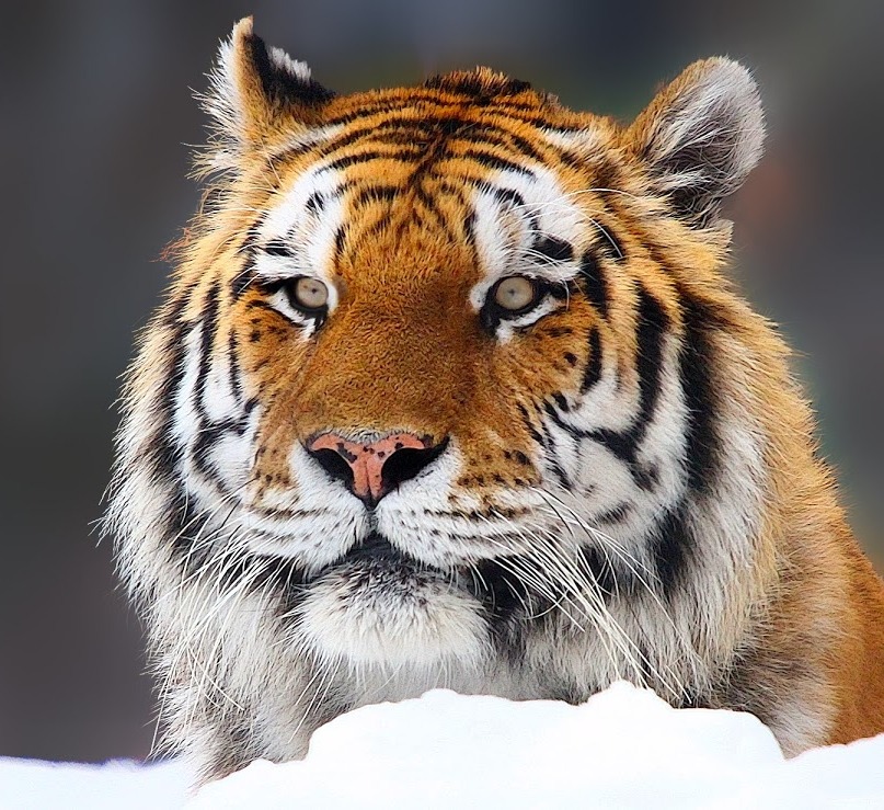 beautiful-wildlife:  Snow Tiger by John Larson
