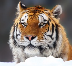 beautiful-wildlife:  Snow Tiger by John
