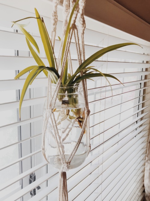 stillstudies:some snippets of my life lately: these macrame plant hangers that I’ve become obsessed 