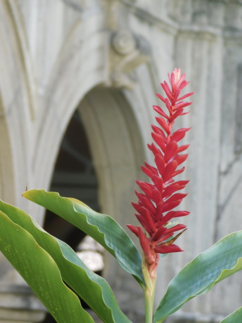 Flor de espiga vermelha em frente à catedral, Olinda, Pernambuco, 2019.My ignorance of tropical vege