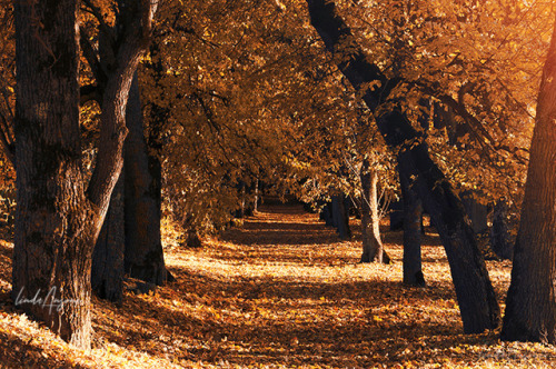 lindamarieansonsnaps:Linden Alley. Mežotne, Latvia