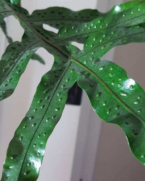 You ever see a fern with spores this big???? ( Trypophobia warning? )I went to cat-sit for a few d