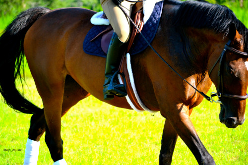 Summertime Love, mgequestrian.tumblr.com (features in pictures with her new horse, photos taken by m