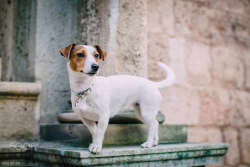 handsomedogs:Inna Grinn | DOGS OUTDOOR - OLD TOWN