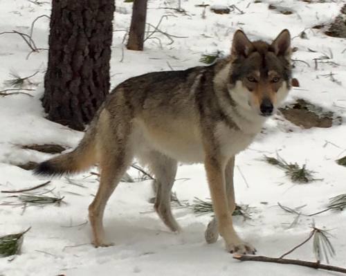 arctic wolf