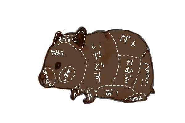 pobmahw:  ハムスターにツボなど存在しない 