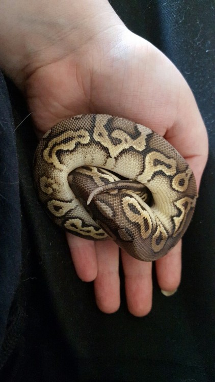 ramblesnoots:I can’t get over this shy girl someone help me.Roommate pick up. Pretty Pewter baby.