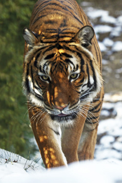 tearingdowndoors:  Cincinnati Zoo, Taj in the snow || lemperleconnie