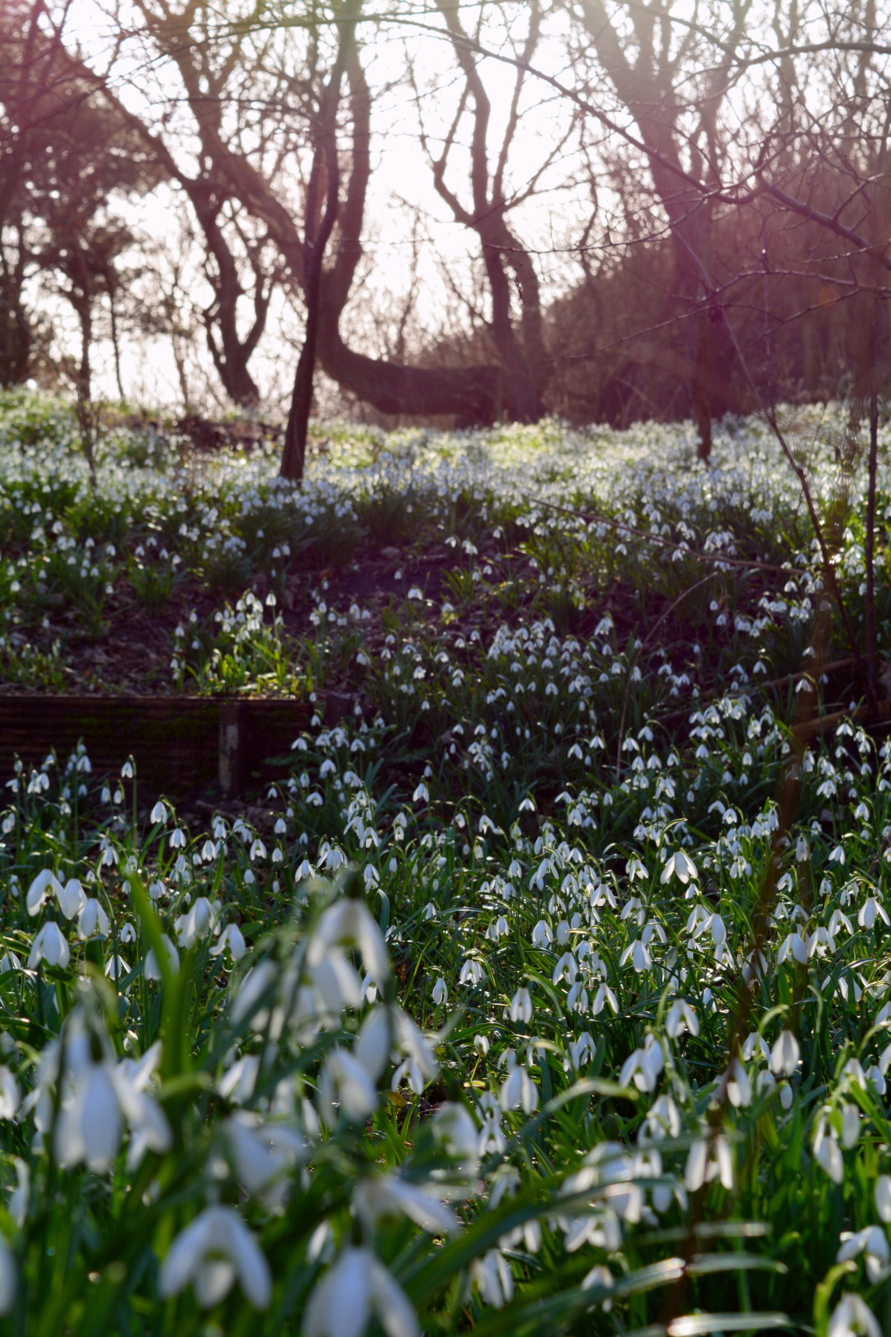 with-grace-and-yoghurt: I’ve Found A Magical Place Thousands, no, millions of snowdrops