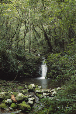 plant-scans:  One of many waterfalls along