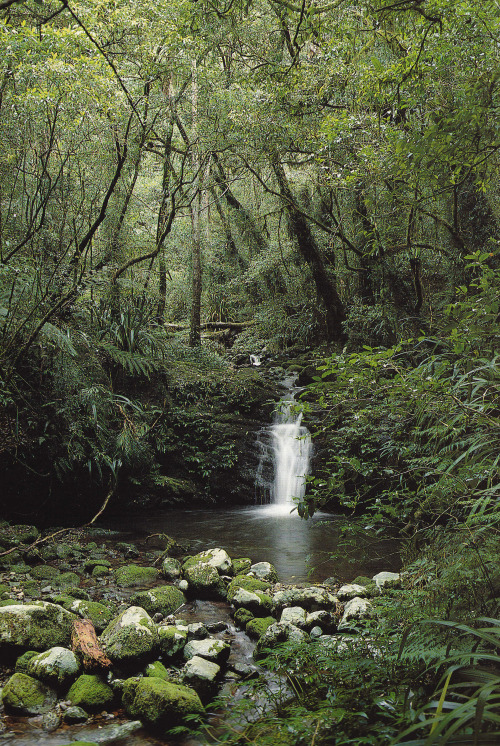 plant-scans:One of many waterfalls along Tooloona Creek, Discover Australia’s National Parks & N