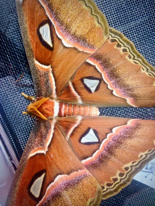 Atlas moth (Attacus atlas) ♀