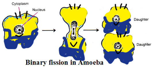 tittily:  tittily: Minions reproduce asexually like bacteria  the evidence is staggering.