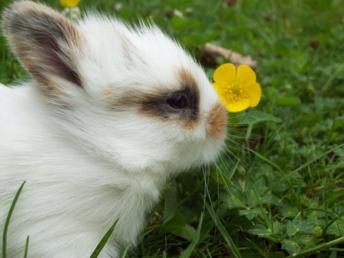 funflowur:  Bunny buddies