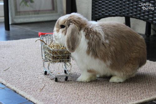 bunny butt