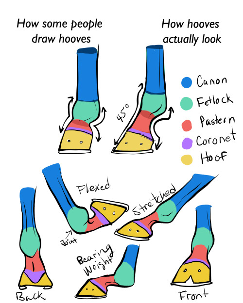 wandaluvstacos:for all of you who struggle to draw horse feet. :) You’ve gotta have those past