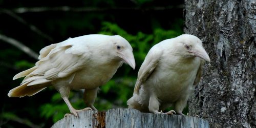 apolonisaphrodisia:The White Ravens of QualicumWhen most of us think of a raven, black immediately c