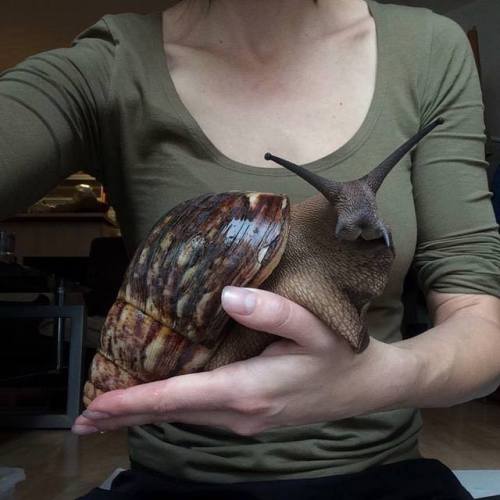 safran28: mysterious-and-strange: sixpenceee: The Giant African Snail. While they can be kept as pet