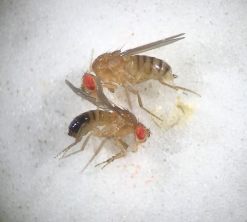 drosophila