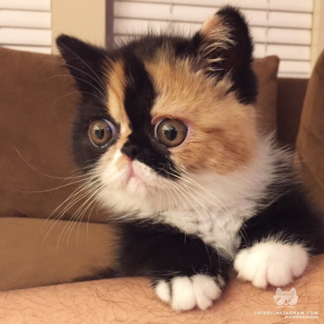 catsofinstagram:  From @TULIANDMEESK: “What makes Giokii unique is her markings.