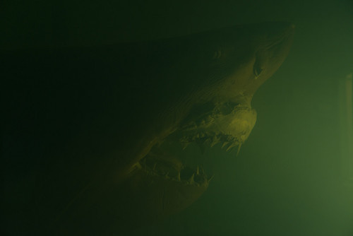 destroyed-and-abandoned: Shark left to decay in an abandoned wildlife park via Murdoch80 (flickr)