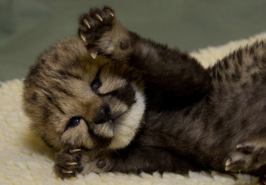 Are you feeling kind of down right now? It’s not your fault that you forgot what baby cheetahs look like. Really. One time I did too.