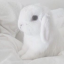 jimmyjimmycocoapuff555