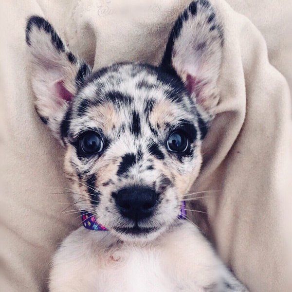 babyanimalgifs:Cutest oreo puppy ever