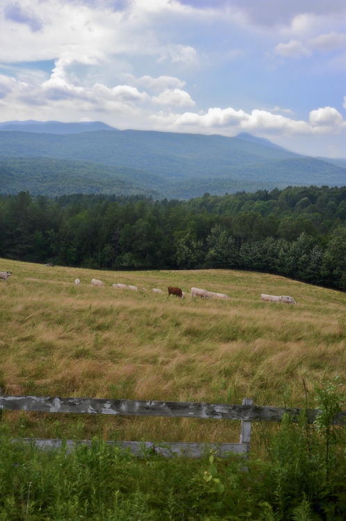 Camel’s Hump, viewed across a grazing meadow on Moretown Common Rd, Moretown, Vermont.  This windy c