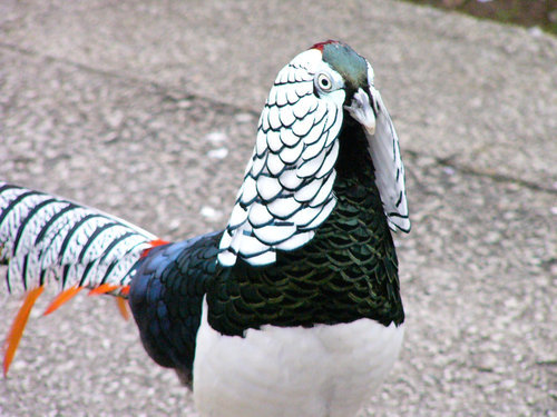 gothamknowledge: Lady Amherst’s Pheasant Sometimes I just don’t know you nature.