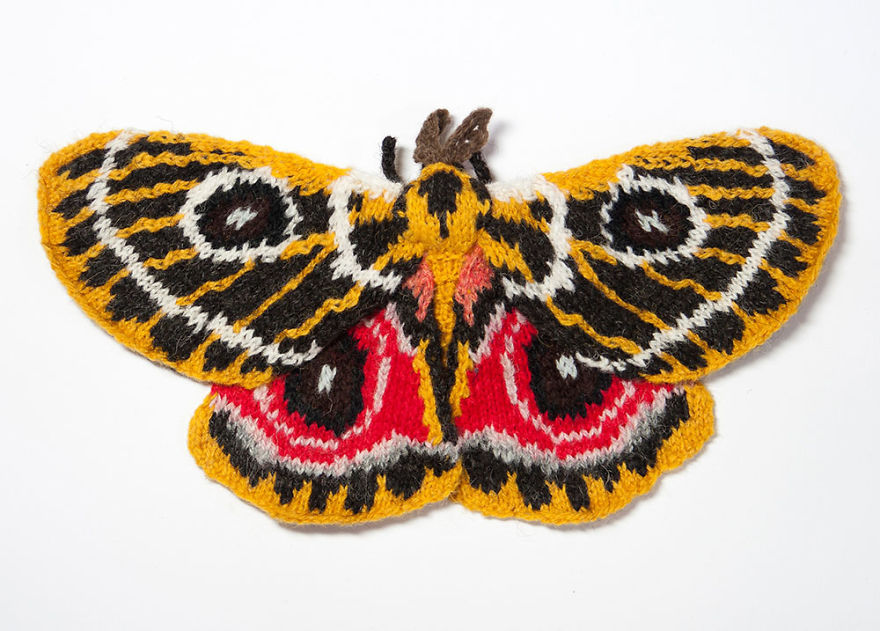 pr1nceshawn:Knitting Moths &amp; Revealing Their Spectacular Variety In Color