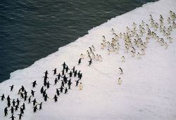 afriken:   Remember that time penguins had a war for Antarctica 