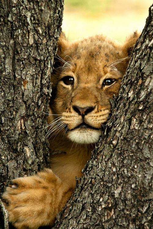 wonderous-world:  I’m not stuck by Kyle de Nobrega