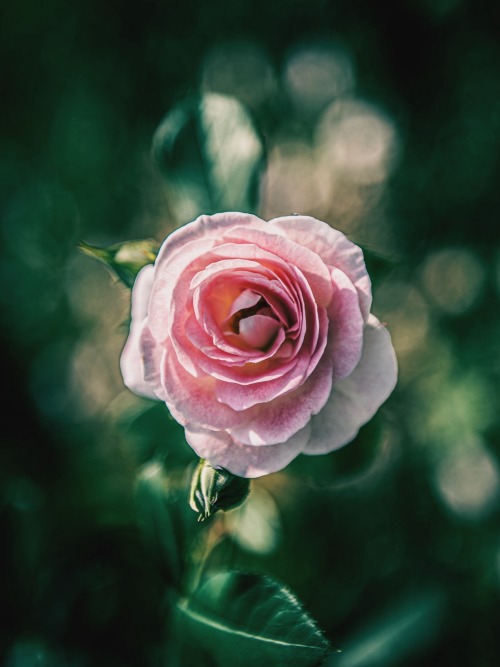 Roses With Gorgeous Petals
