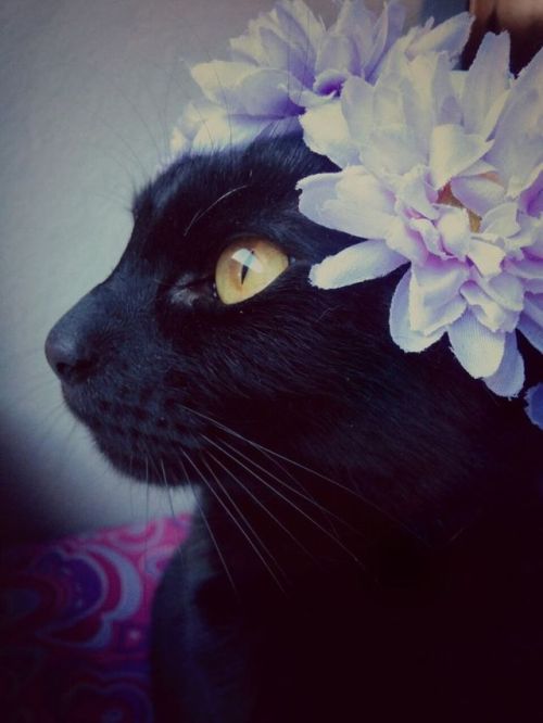 ainawgsd:Cats With Flower Crowns