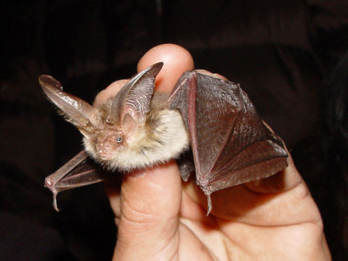 Grey Long Eared Bat?