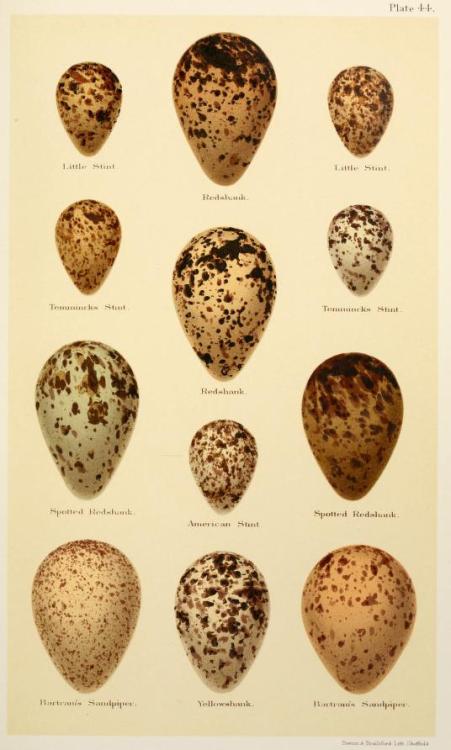 Illustrations taken from ‘Coloured Figures of the Eggs of British Birds’ by Henry Seebohm, Richard B