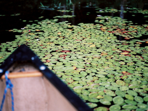 lily pads