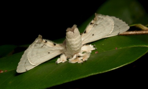 sinobug:Bombycid Silkmoth (Penicillifera cf. lactea, Bombycidae) As much as this looks like a plane 