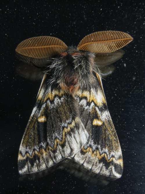 Male Chilean Silkmoths, Ormiscodes Schmidtnielseni, Saturniidae