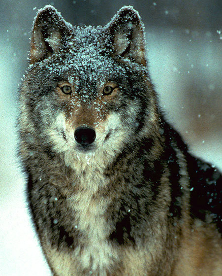 sisterofthewolves:Pictures by Layne Kennedy
