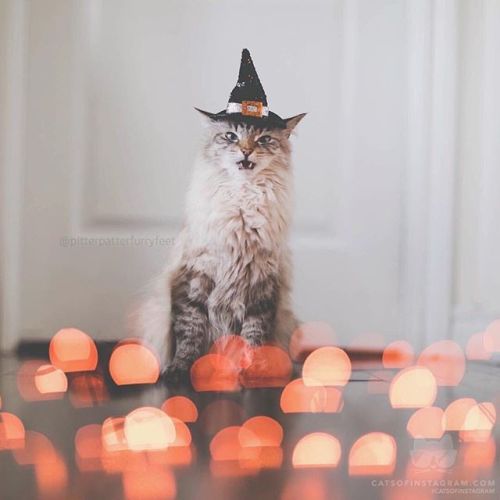 catsofinstagram:  From @pitterpatterfurryfeet: “Finnegan is ready to put a spell on you! 🧙🏻‍♀️ See more of Finnegan’s witchy-ways, along with his half sister Alice and his doggy-brother on @pitterpatterfurryfeet Photo by @monicasisson
