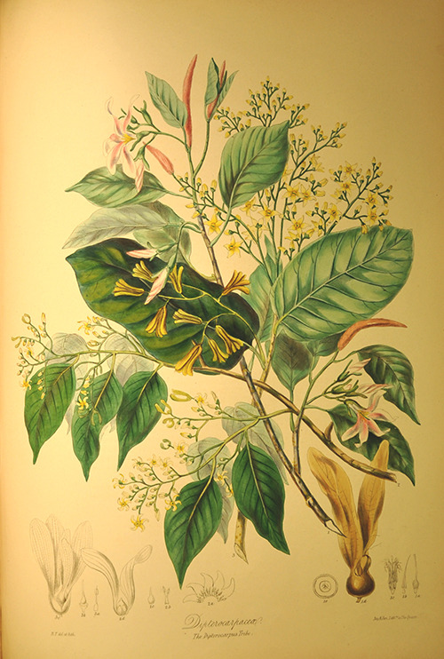 ri-science:Teasel, Loasa & Dipterocarpus from the ‘Illustrations of the Natural Order of Plants’