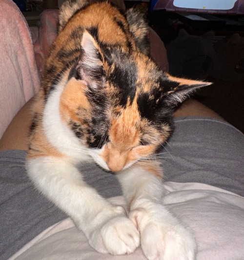 If Its One Thing Buttercups Gonna Do Is Lay On Meespecially If I Have My Pink Blanket