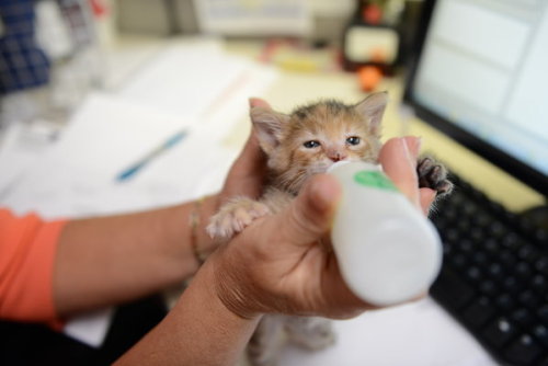 catsbeaversandducks:  A little furry crew member: a tiny rescued kitten prowls around TV station. KENS 5 & Kens5.com employees found quite the cute surprise hiding under a vehicle in their back parking lot. The precious kitten was about a week old