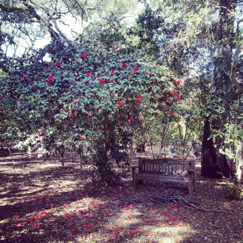 #chair #椿 #camellia #春 #spring #garden #DescansoGardens