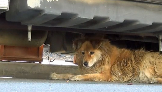 Google Maps inspires dog rescue
When Patrick Pittenger saw the stray dog on Google Street View, he called Hope For Paws, and the rescue organization made the dog into the star of a viral video.