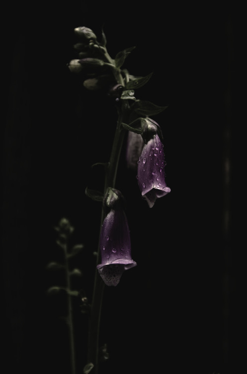 autumnsaurora: Digitalis purpurea © Autumns Aurora